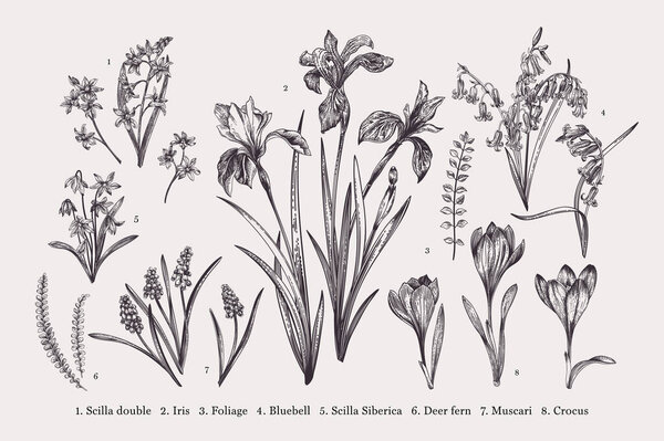 Set with spring flowers. Botanical illustration. Black and white.