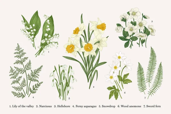 Set Med Vårblommor Vektor Botanisk Illustration — Stock vektor