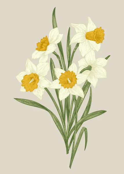 Flores Primavera Narcisos Ramo Flores Aislado Sobre Fondo Beige Ilustración — Vector de stock