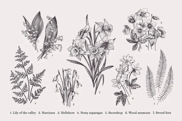Set Med Tidiga Blommor Vektor Botanisk Illustration Svart Och Vitt — Stock vektor