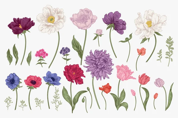 Set Met Lentebloemen Tuinplanten Kleurrijk Botanische Vectorillustratie — Stockvector