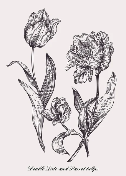Disegno Vettoriale Tre Tulipani Stile Vintage Bianco Nero — Vettoriale Stock
