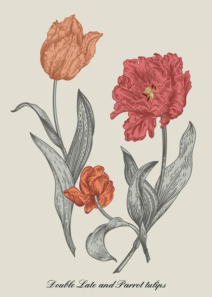 Drei Tulpen Blumenstrauß Vintage Stil Vektorbotanische Illustration — Stockvektor