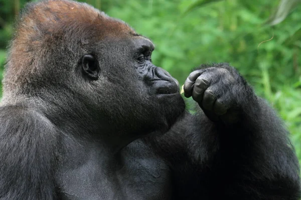 Gorila Primer Plano Cara Gorila Animal Fauna Fotografía —  Fotos de Stock