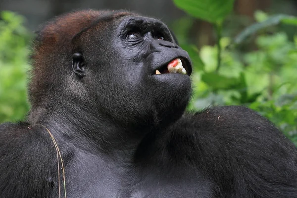 Gorila Primer Plano Cara Gorila Animal Fauna Fotografía —  Fotos de Stock