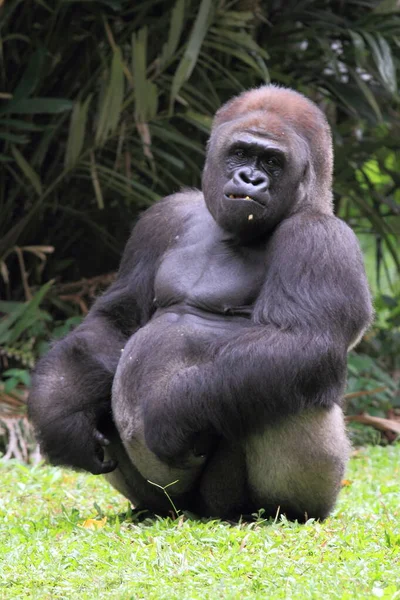 Gorila Animal Fauna Fotografía — Foto de Stock