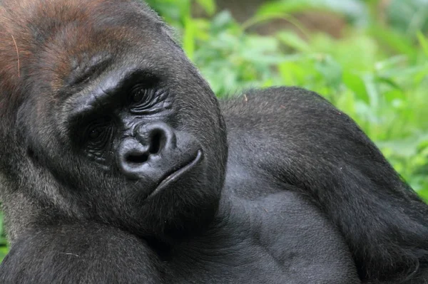 Gorille Photographie Animalière — Photo