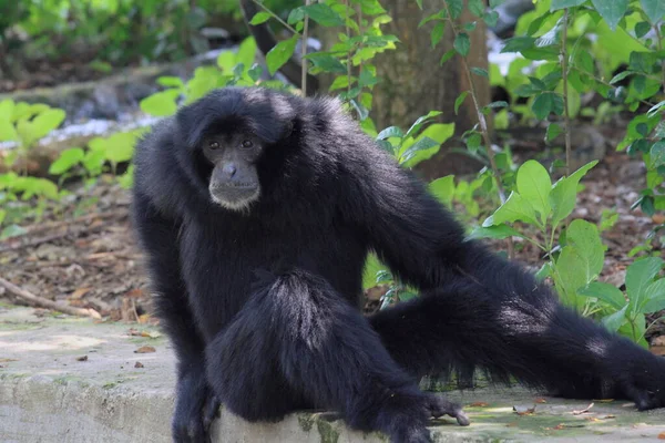 Πορτρέτο Siamang Ζώων Άγριας Ζωής Φωτογραφία — Φωτογραφία Αρχείου