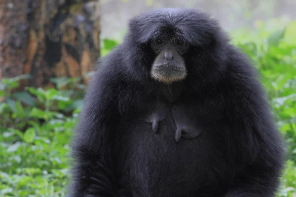 Siamang Portresi Vahşi Yaşam Fotoğrafçılığı — Stok fotoğraf