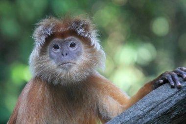 Jason Langur, Lutung, Vahşi Yaşam Fotoğrafçılığı.