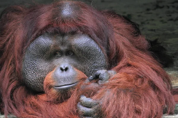 Orang Utan Cerca Cara Orang Utan Fotografía Fauna Animal — Foto de Stock