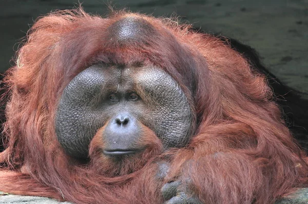 Orangutan Orangutanın Yüzünü Kapat Vahşi Yaşam Fotoğrafçılığı — Stok fotoğraf