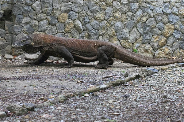 Dragão Komodo Animais Selvagens Fotografia — Fotografia de Stock