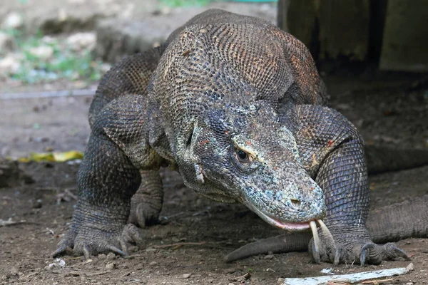 Komodo Dragon Fotografía Animales Salvajes —  Fotos de Stock
