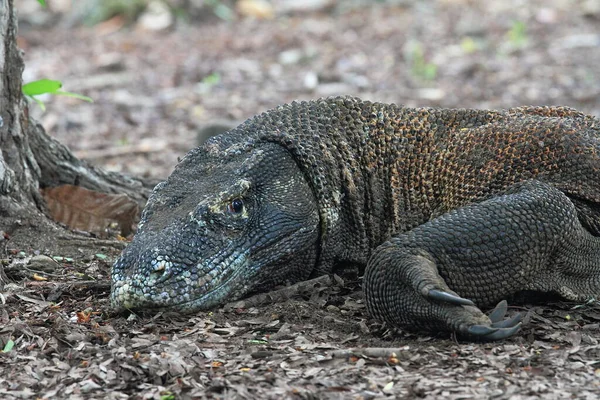 Komodo Dragon Animal Wildlife Photography — Stock Photo, Image