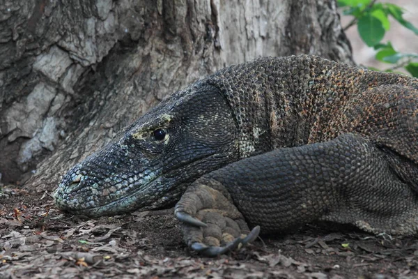 Komodo Sárkány Állat Vadon Élő Állatok Fotózás — Stock Fotó