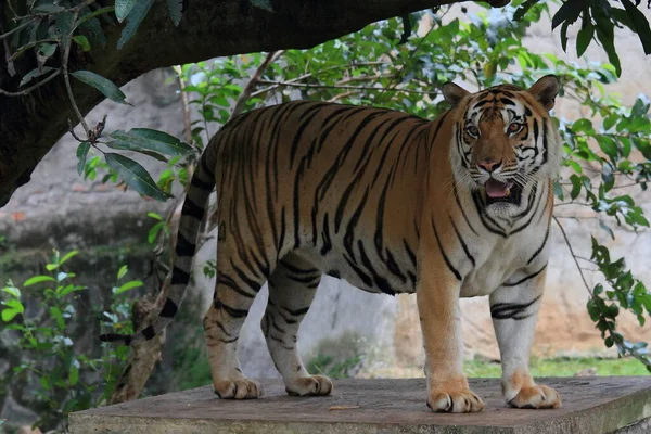 Tigre Sumatra Tigre Animal Vida Selvagem Fotografias — Fotografia de Stock