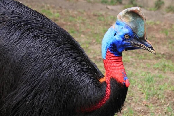 Cassowary Fotografia Animais Selvagens — Fotografia de Stock