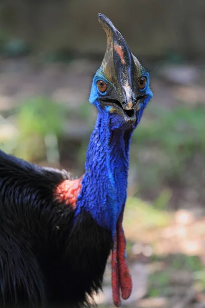 Cassowary Zwierząt Dzikich Zwierząt Fotografia — Zdjęcie stockowe