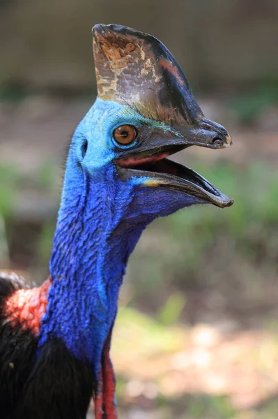 Cassowary Zvířecí Fotografie — Stock fotografie