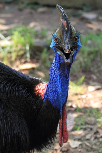 Cassowary Fotografia Animais Selvagens — Fotografia de Stock