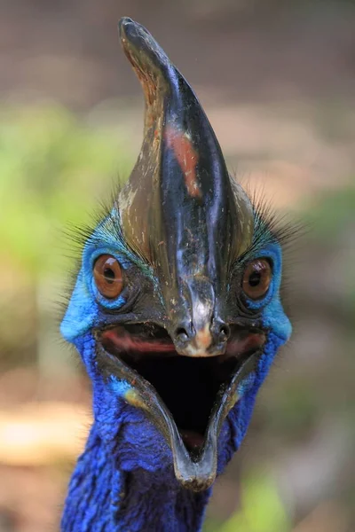 Cassowary Zvířecí Fotografie — Stock fotografie