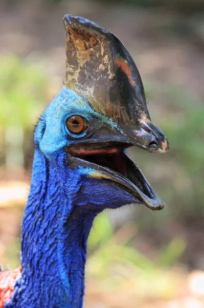 Cassowary Fotografia Animais Selvagens — Fotografia de Stock