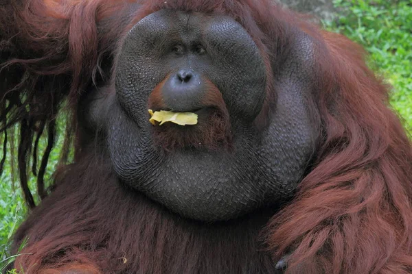 Sumatran Orang Utan Φωτογραφία Άγριας Ζωής Ζώων — Φωτογραφία Αρχείου