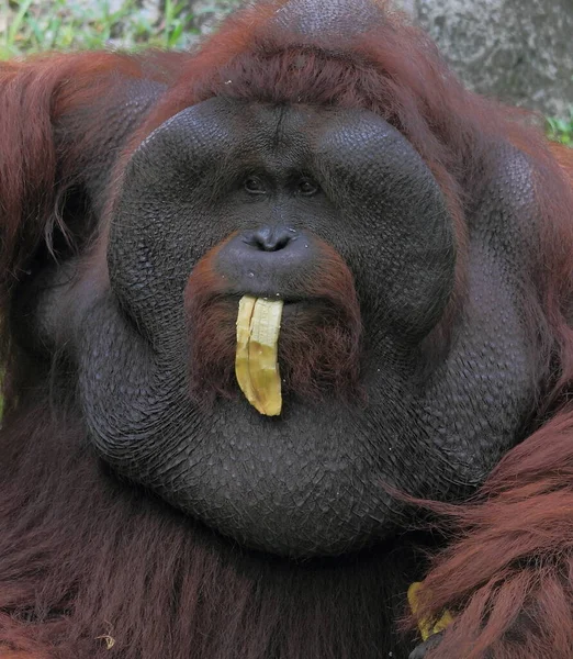 Sumatran Orang Utan 野生动物摄影 — 图库照片