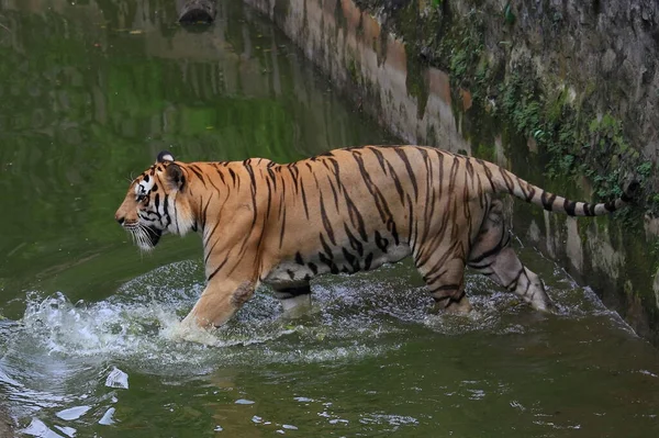 Tigre Sumatran Animali Selvatici Immagini — Foto Stock