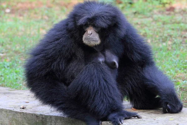 黑色长臂猿 野生动物摄影 — 图库照片