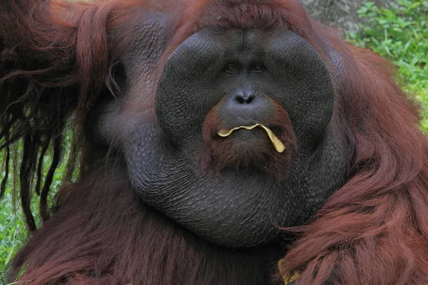 Sumatran Orang Utan Φωτογραφία Άγριας Ζωής Ζώων — Φωτογραφία Αρχείου