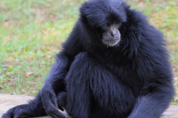 Siamang Gibbon Noir Photographie Animalière — Photo