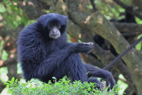 Siamang Gibbon Noir Photographie Animalière — Photo