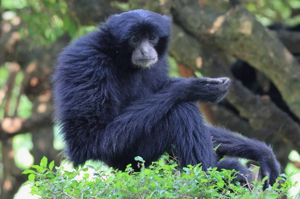 Siamang Gibbon Noir Photographie Animalière — Photo