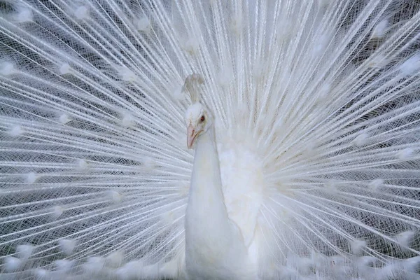 Павлин Красивая Птица Фотография Дикой Природы Животных — стоковое фото