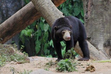 Hayvanat bahçesindeki ayıcık, vahşi yaşam fotoğrafçılığı.