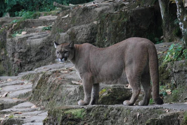 Puma Parque Safari — Foto de Stock