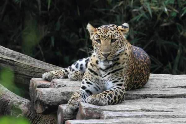 Leopardo Parque Safari Fotografía Animales Salvajes — Foto de Stock