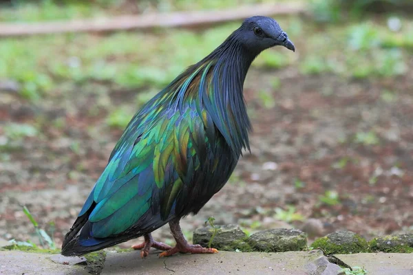 Pombo Nicobar Parque Das Aves Animais Selvagens Fotografias — Fotografia de Stock