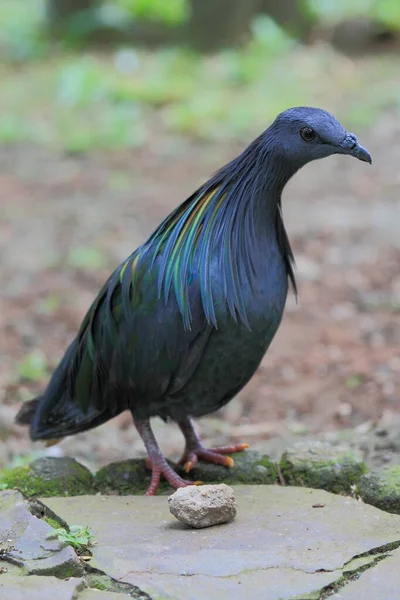 Nikobartaube Vogelpark Tierfotografie — Stockfoto