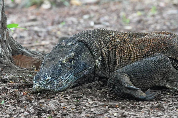 Komodo Ulusal Parkı Nda Komodo Ejderhası — Stok fotoğraf