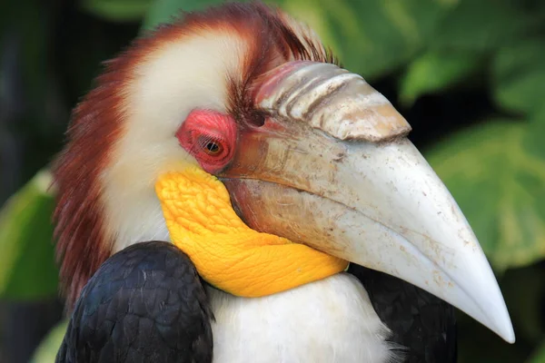 close up head bucerotidae, animal wildlife photography