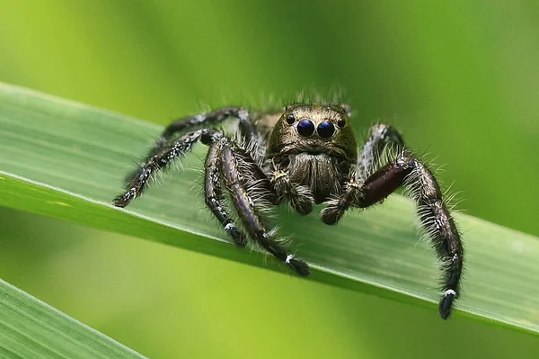 把蜘蛛关在草地上 宏观摄影 — 图库照片