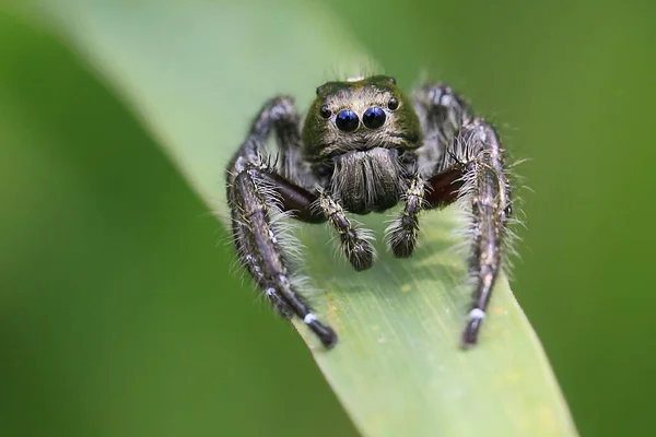 Close Spin Gras Macro Fotografie — Stockfoto