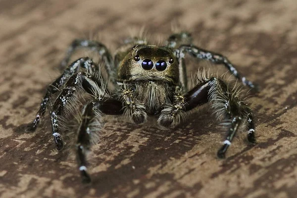 Zblízka Pavouk Trávě Makro Fotografie — Stock fotografie