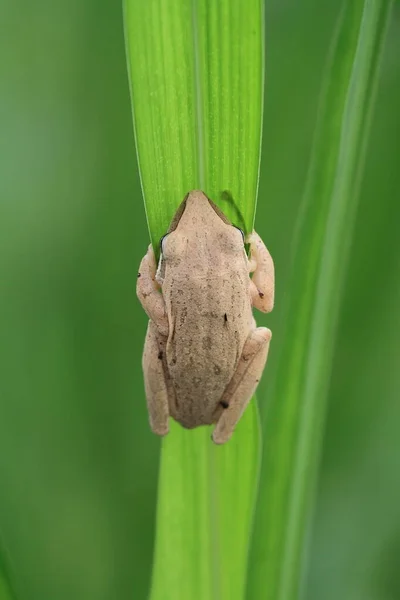 Tree Frog Grass Macro Photography — Stock Photo, Image