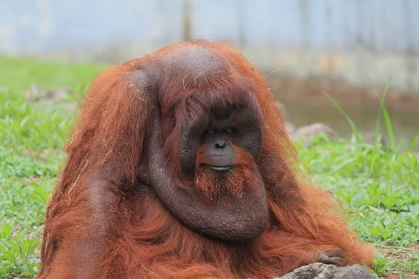 Sumatra Orangutan Vahşi Yaşam Fotoğrafçılığı — Stok fotoğraf