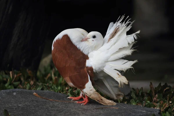 Weiße Braune Taube Tierfotografie — Stockfoto