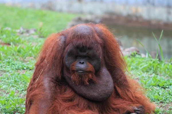 Sumatra Orang Utan Animais Selvagens Fotografias — Fotografia de Stock